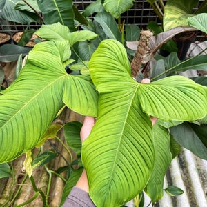 philodendron fibraecataphyllum Starter Plant (ALL STARTER PLANTS require you to purchase 2 plants!)