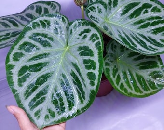 Anthurium dorayaki silver (Indonesia origin) Starter Plant (ALL STARTER PLANTS require you to purchase 2 plants!)