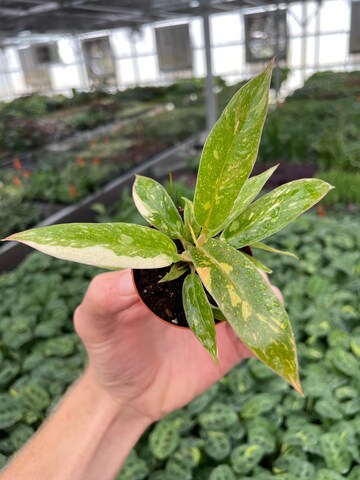 Philodendron ring of fire 2” pot (ALL PLANTS require you to purchase 2 plants!)