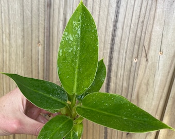 Philodendron Imperial Green Variegated 4 - US SELLER - Etsy