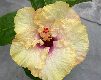 Free spirit hibiscus Starter Plant (ALL STARTER PLANTS require you to purchase 2 plants!)