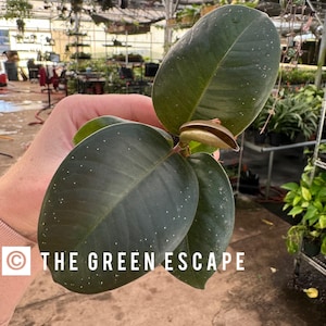 May include: A close-up of a dark green rubber plant with a single brown leaf. The plant is being held by a hand. The text "THE GREEN ESCAPE" is visible in the bottom right corner of the image.