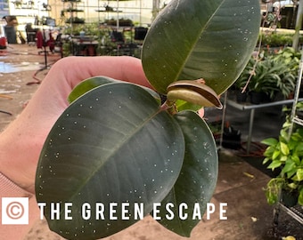 Ficus Umbrellata H120cm Avec Pot – Edg Par Enzo De Gasperi (Neuf)
