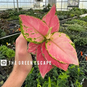 Aglaonema geely red 4” pot (ALL PLANTS require you to purchase 2 plants!)