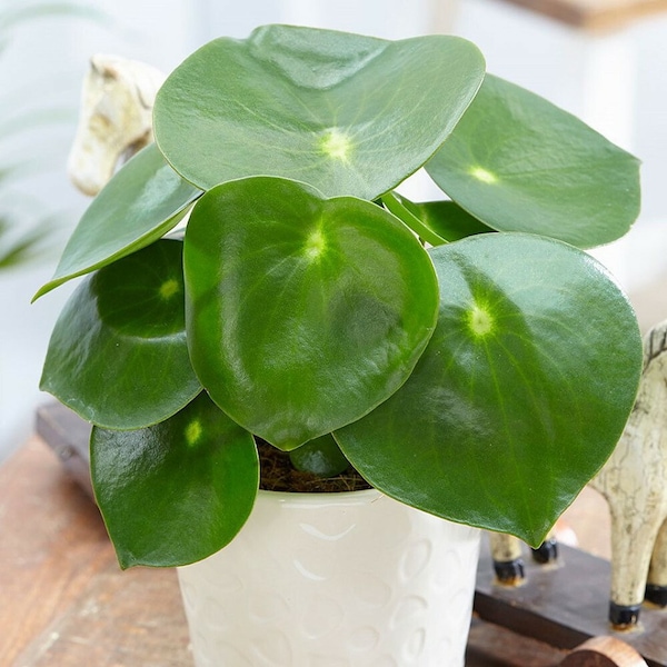 Peperomia raindrop Starter Plant (ALL STARTER PLANTS require you to purchase 2 plants!)