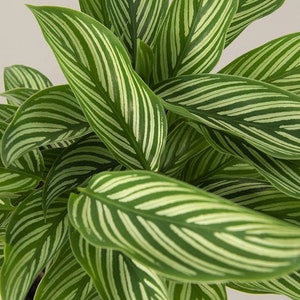 Calathea Vittata Starter Plant (ALL STARTER PLANTS require you to purchase 2 plants!)