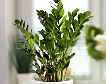 Zamioculcas Zamiifolia (ZZ) Starter Plant (All Starter Plants require you to purchase 2 plants!)