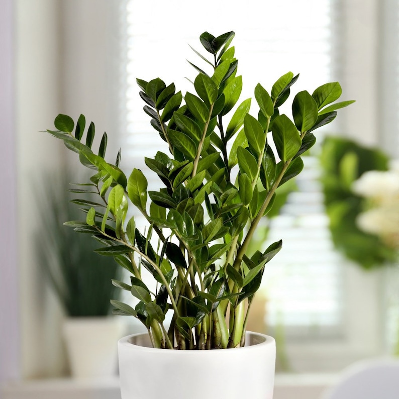 Zamioculcas Zamiifolia ZZ Starter Plant