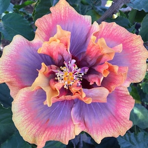 May include: Close-up of a vibrant hibiscus flower with layered petals. The flower showcases a gradient of colors, including pink, purple, and orange, with a yellow center. Green leaves provide a natural backdrop.