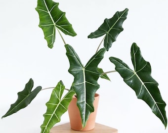 Alocasia Sarian Starter Plant (ALL STARTER PLANTS require you to purchase 2 plants!)