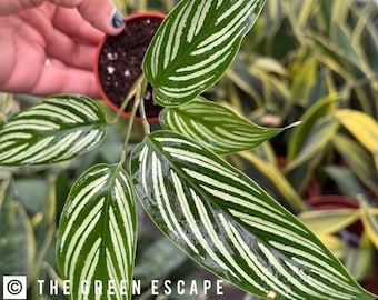 Calathea Vittata 2 Pot (ALL PLANTS Require You to Purchase 2 Plants!) -  Etsy