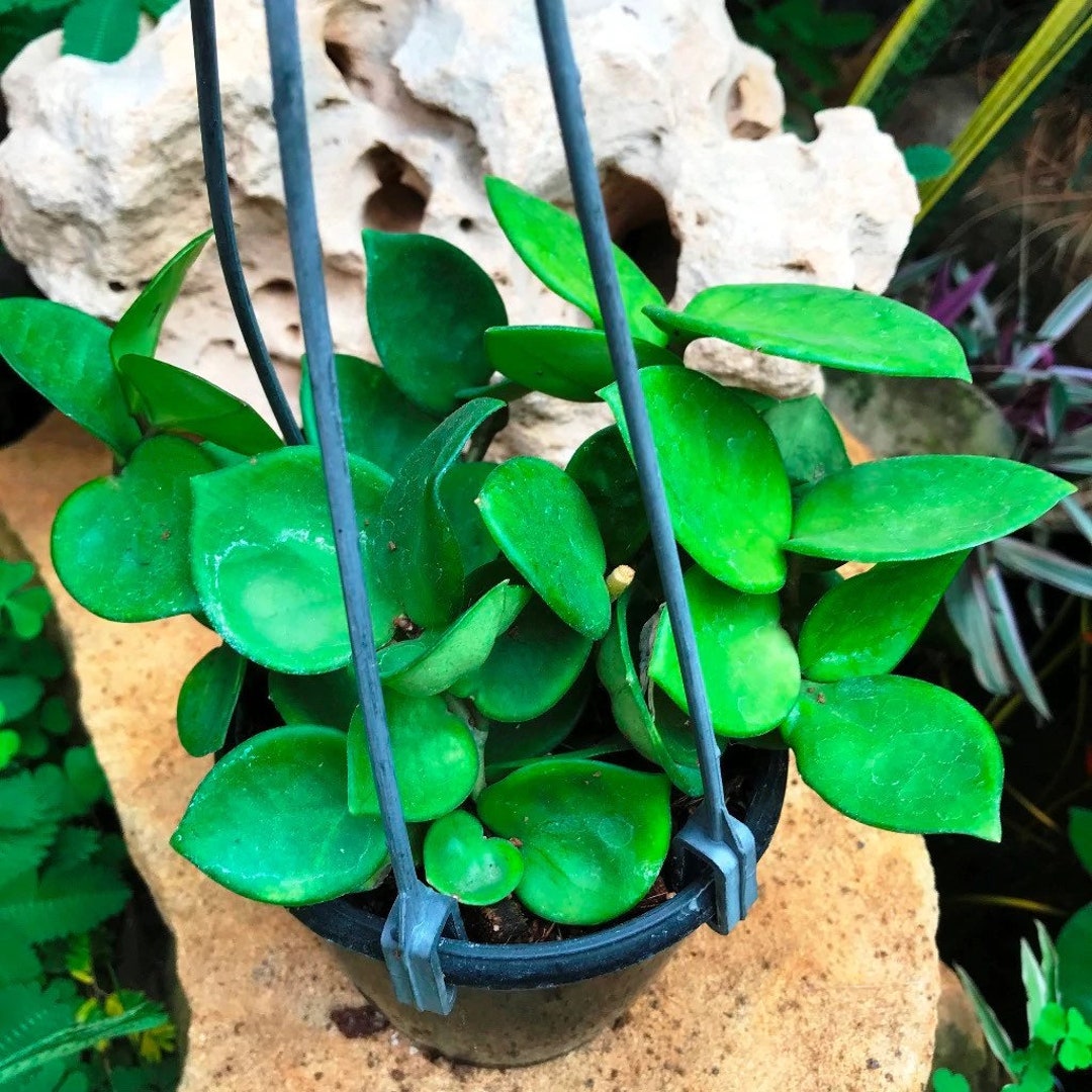 その他観葉植物 Hoya Carnosa 'Amore' Hoya Carnosa Amore Starter Plant (ALL STARTER PLANTS Require