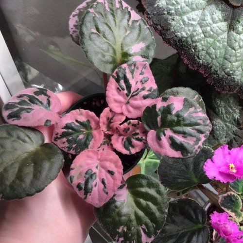 VAT Pulsar African Violet Starter Plant ALL Starter PLANTS Etsy