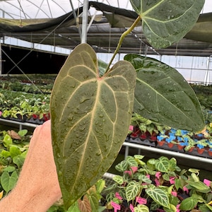 A. 'Ace of spades' Tezula dark form x luxurians, what's your favorite AOS  or lux hybrid? : r/anthuriumcollectors 3 Anthurium 'Aceof Spades'X Luxurians