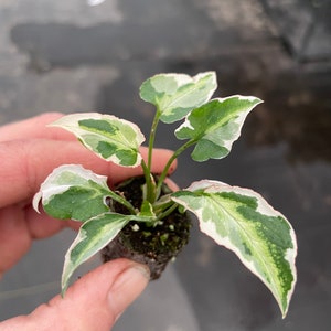 Syngonium Starlite Starter Plant ALL STARTER PLANTS require you to purchase 2 plants image 4
