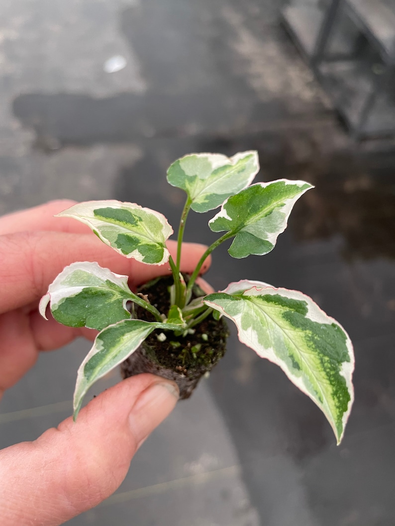 Syngonium Starlite Starter Plant ALL STARTER PLANTS require you to purchase 2 plants image 4