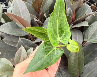 Seed Grown Anthurium Black Sweet X Fort Sherman Starter Plant (ALL