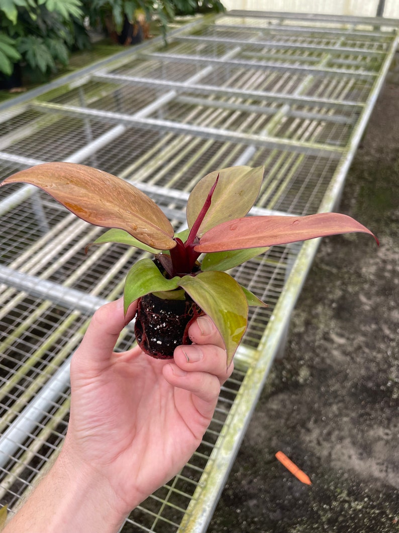 Philodendron McColley's Finale - Thumbnail 3