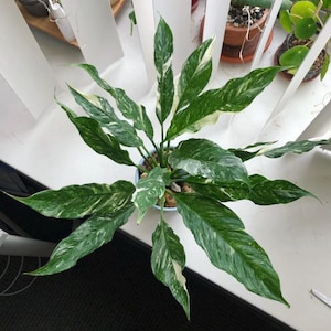 May include: A top-down view of a potted houseplant with large, variegated green and white leaves. The plant is in a light blue pot filled with soil and small pebbles. The leaves have a speckled pattern.