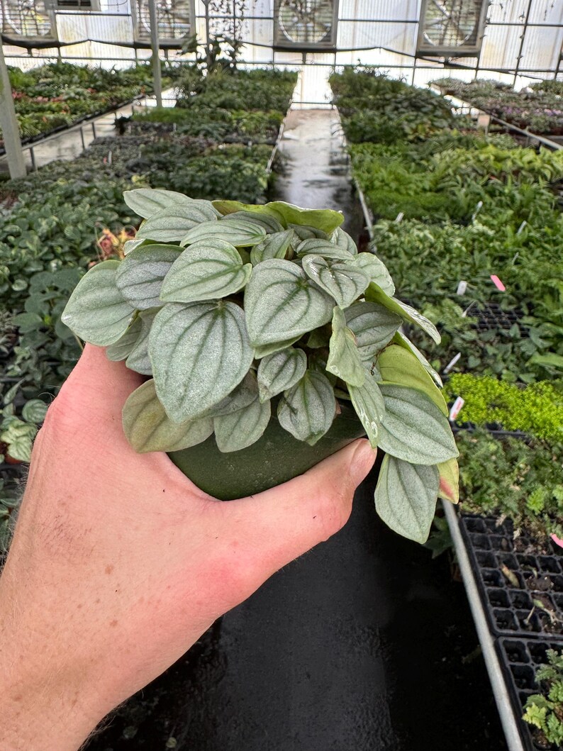 Peperomia Napoli Nights - Thumbnail 2