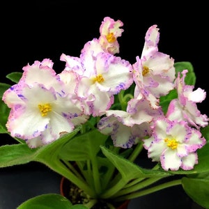 RS serpentine african violet starter plant (ALL Starter PLANTS require you to purchase 2 plants!)
