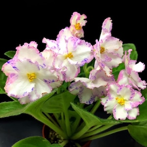 RS serpentine african violet starter plant (ALL Starter PLANTS require you to purchase 2 plants!)