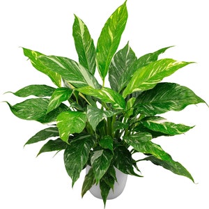 Variegated Peace Lily “jet diamond” Starter Plant (ALL STARTER PLANTS require you to purchase 2 plants!)