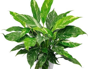 grande-plante-dieffenbachia - Vert Bobo