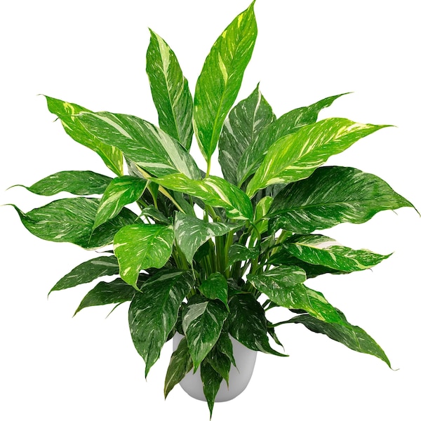 Variegated Peace Lily “jet diamond” Starter Plant (ALL STARTER PLANTS require you to purchase 2 plants!)