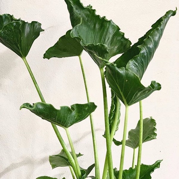 Alocasia Triangularis Starter Plant (ALL STARTER PLANTS require you to purchase 2 plants!)
