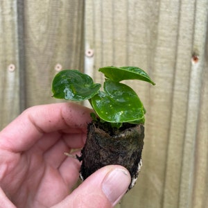 Pu&ograve; includere: Una piccola pianta verde con foglie a forma di cuore che cresce in un vaso biodegradabile marrone. La pianta &egrave; tenuta in una mano.