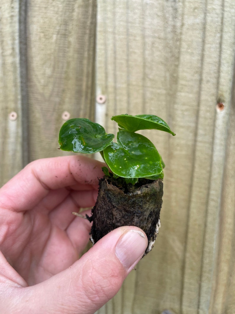 Pu&ograve; includere: Una piccola pianta verde con foglie a forma di cuore che cresce in un vaso biodegradabile marrone. La pianta &egrave; tenuta in una mano.