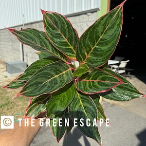 Aglaonema Moonstone Miles 6”pot (ALL PLANTS Require You to