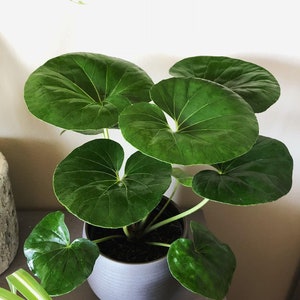 May include: A potted plant with large, round, green leaves. The plant is in a light gray ceramic pot. The leaves have prominent veins and a glossy texture. The plant is placed on a gray surface.