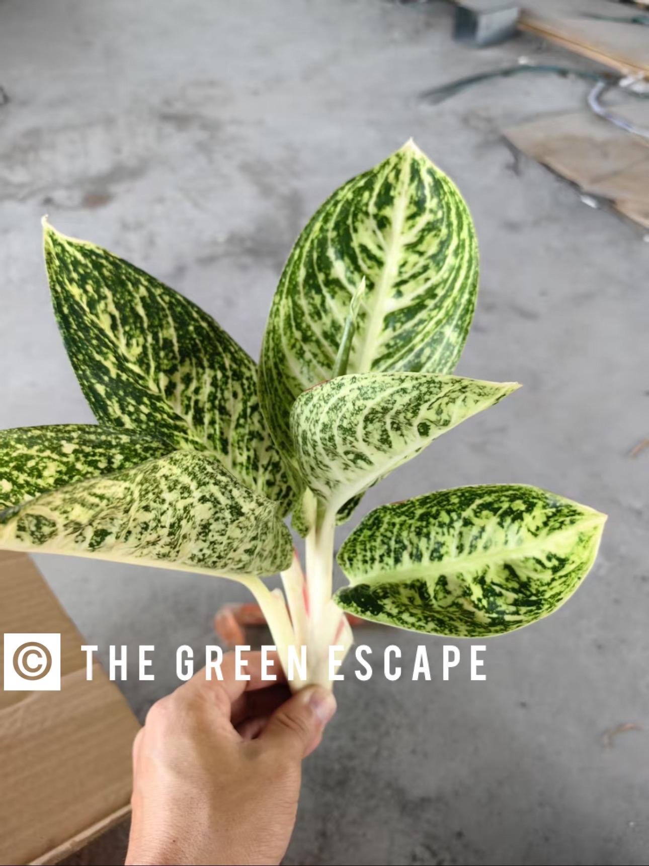 New Cultivar Aglaonema Marble Galaxy Starter Plant (ALL STARTER 