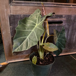 Alocasia Kuching mask Starter Plant (ALL STARTER PLANTS require you to purchase 2 plants!)