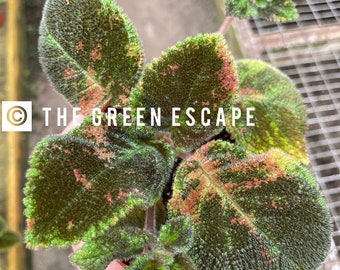 Episcia green emerald Starter Plant (ALL STARTER PLANTS require you to purchase 2 plants!)