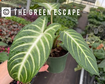 Xanthosoma lindenii magnificum, maceta de 4 pulgadas (¡Todas las plantas requieren la compra de 2 plantas!)