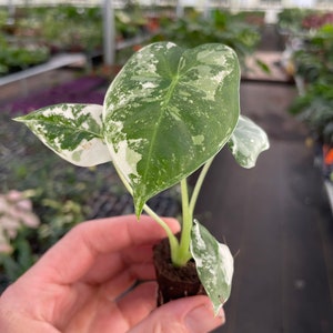 Alocasia variegated frydek Starter Plant ALL STARTER PLANTS require you to purchase 2 plants image 5