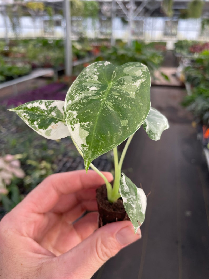 Alocasia variegated frydek Starter Plant ALL STARTER PLANTS require you to purchase 2 plants image 5