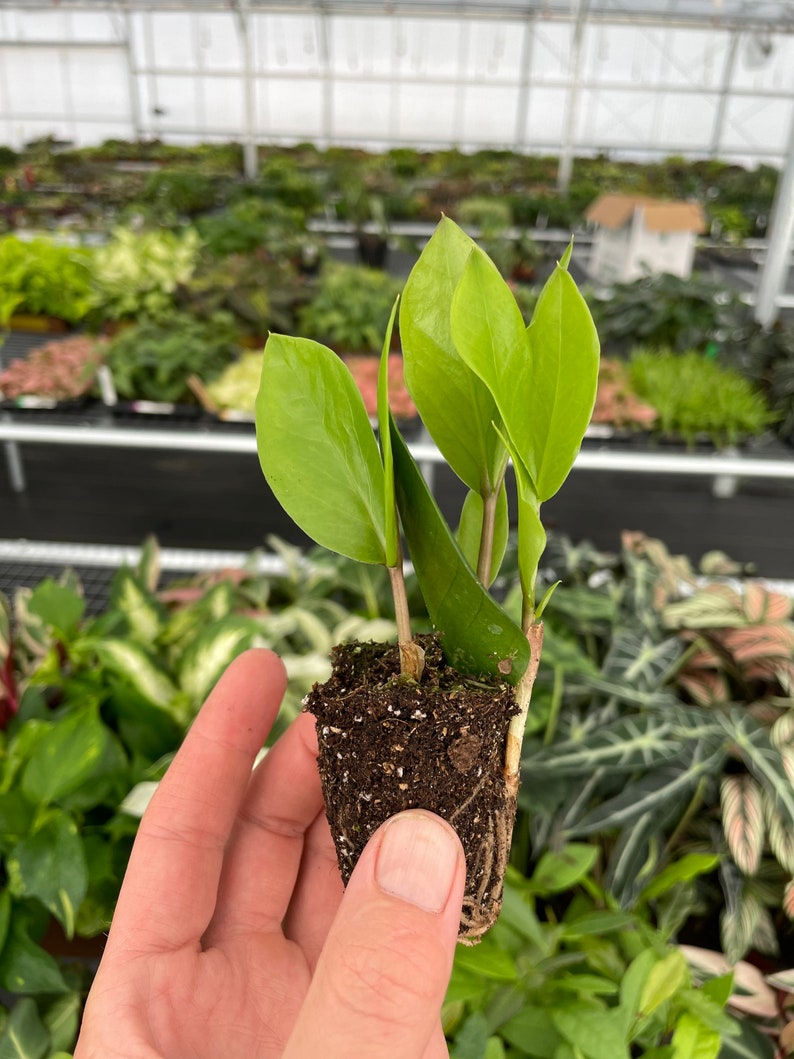 Zamioculcas Zamiifolia ZZ Starter Plant - Thumbnail 4