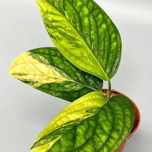 Variegated Monstera Peru Starter Plant (ALL STARTER PLANTS require you to purchase 2 plants!)