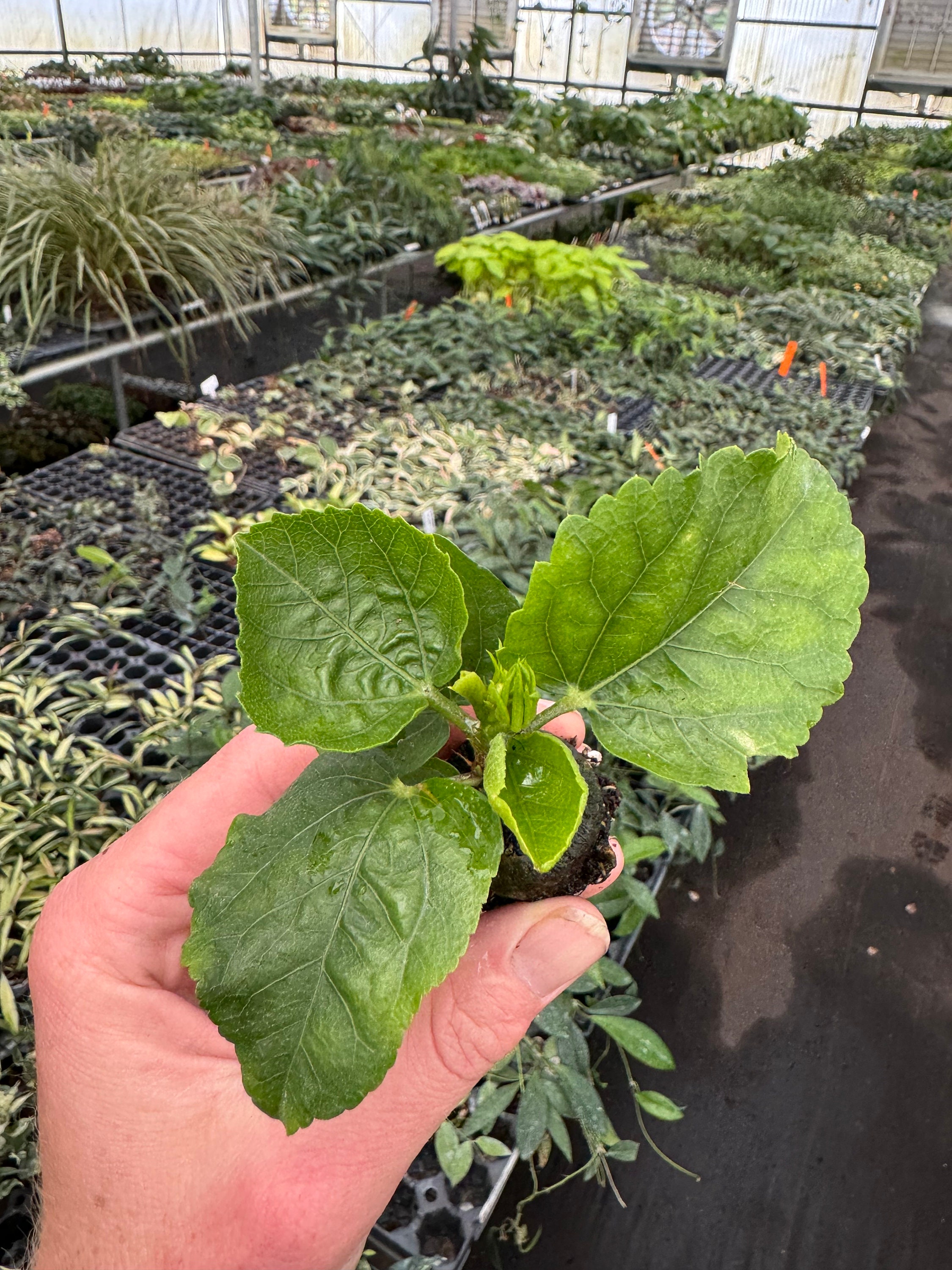 Simple Pleasures Hibiscus Starter Plant (ALL STARTER PLANTS