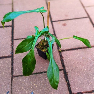 philodendron joepii Starter Plant (ALL STARTER PLANTS require you to purchase 2 plants!)