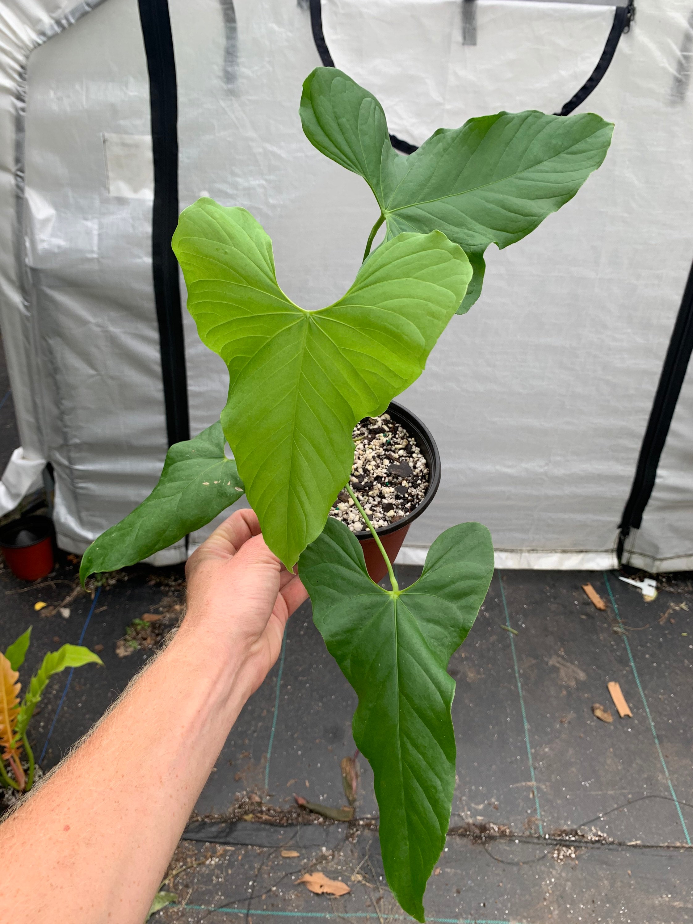 Anthurium Balaoanum - Etsy Australia