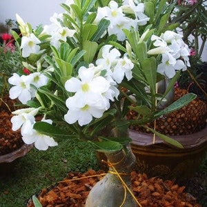 Desert rose white aka adenium Obesum Starter Plant (ALL STARTER PLANTS require you to purchase 2 plants!)