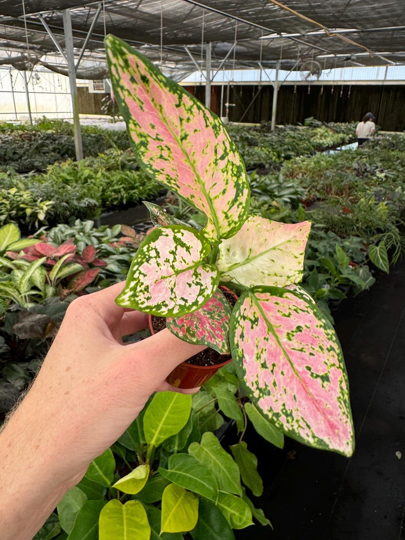 TheGreenEscape Aglaonema Wishes - Thumbnail 3