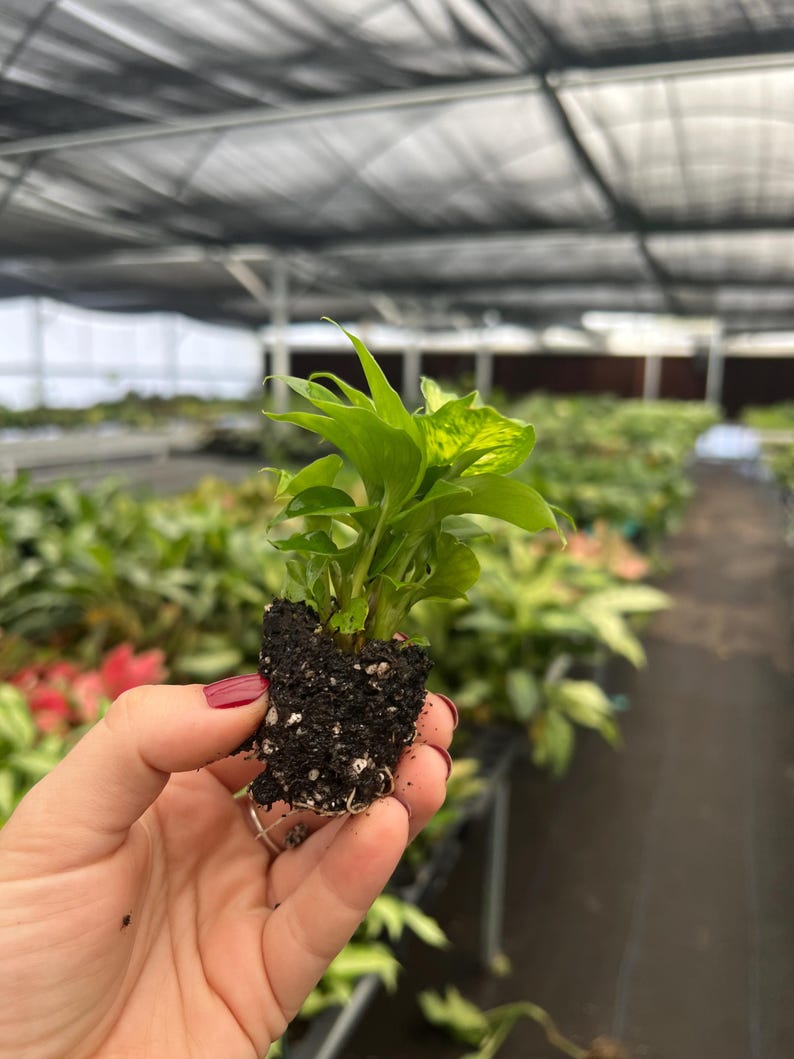 TheGreenEscape Dieffenbachia Carina Plant - Thumbnail 4