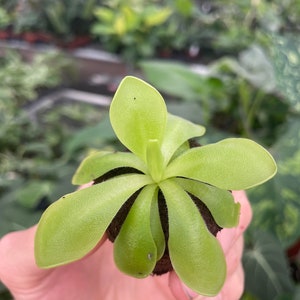 Pinguicula Florian Starter Plant ALL STARTER PLANTS require you to purchase 2 plants image 2