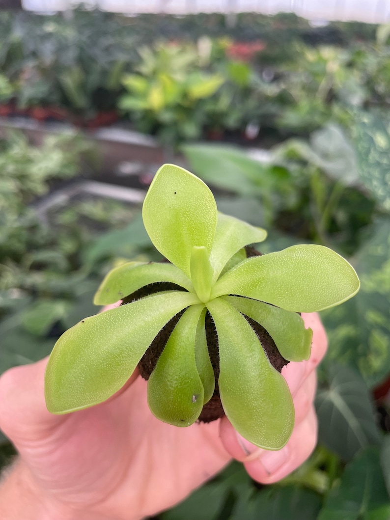 Pinguicula Florian Starter Plant ALL STARTER PLANTS require you to purchase 2 plants image 2